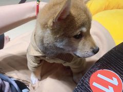 -逗柴咖啡屋·狗咖猫咖宠物桌游