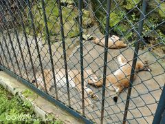 -大连森林动物园