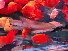 -桂林市花鸟市场