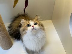 -十月米努特矮脚猫舍