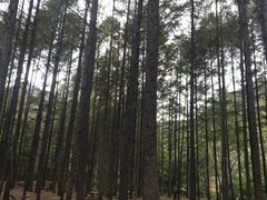-龙道沟景区