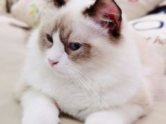 -藏猫猫咖啡主题馆(中央大道店)