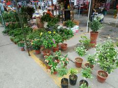 -中环花鸟鱼虫市场