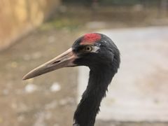 -青藏高原野生动物园