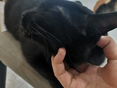 -喵园·猫主题咖啡厅·撸猫·猫咖(国贸店)