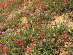 -武汉紫薇都市田园