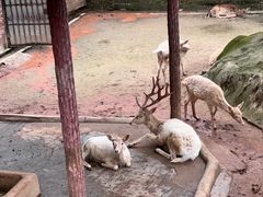 -深圳野生动物园