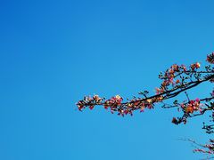 -芒洲湿地公园