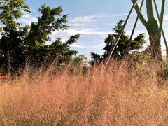 -江门古劳水乡旅游区