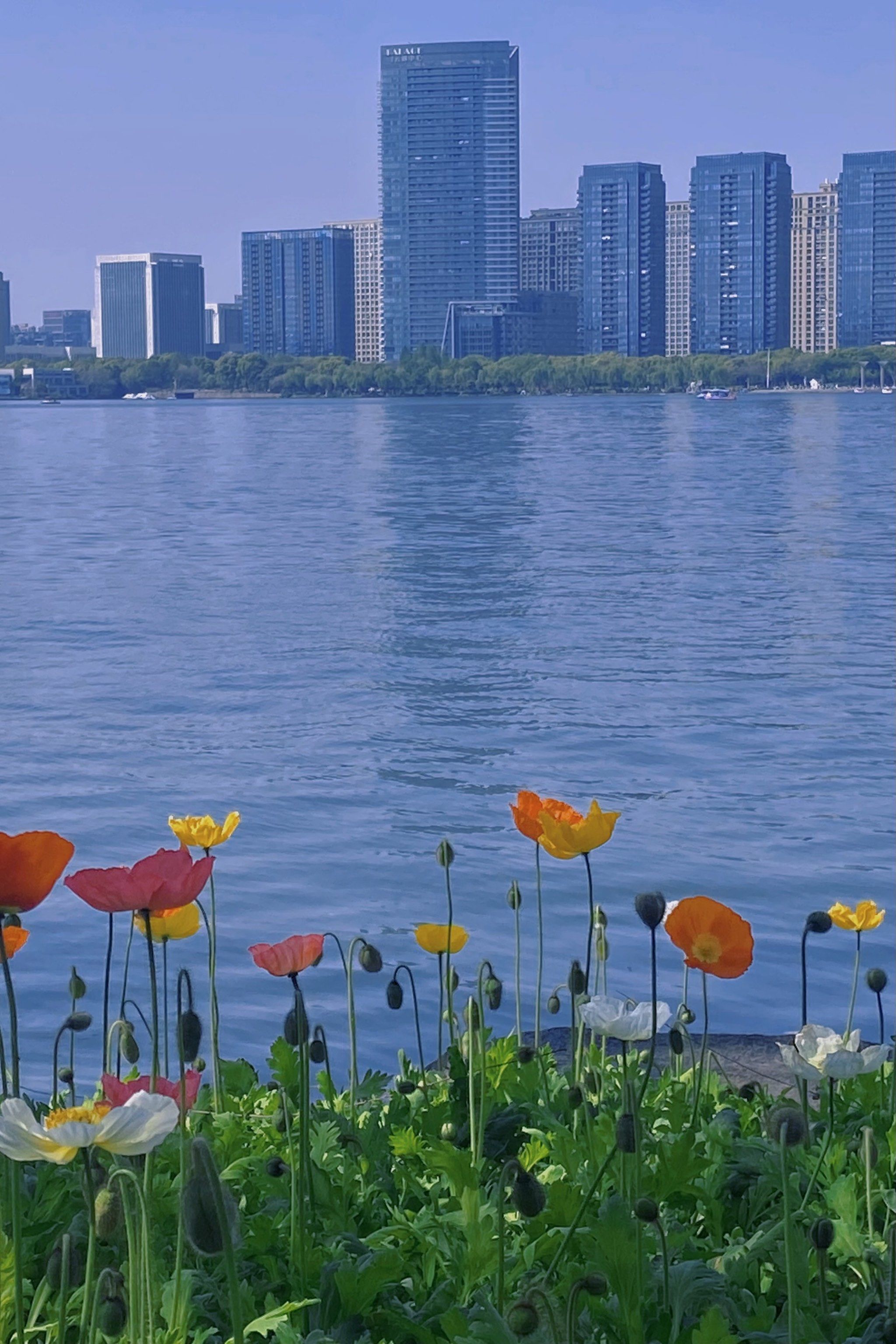 瓜渚湖的虞美人