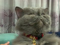 -严国平动物医院(德政总院)