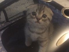 -纳吉亚猫专科动物医院博雅分院