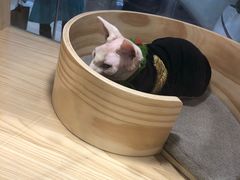-屋虎猫馆(宝安大仟里店)
