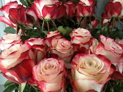 -Blueglass酸奶(财富购物中心店)