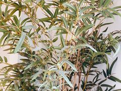 -耳艺采耳·足疗·按摩SPA(市桥店)
