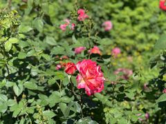 -北京西山国家森林公园