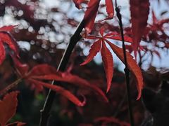 -广州市帽峰山景区