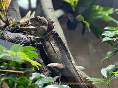 -帕帕拉兹宠物(亚洲旗舰店)