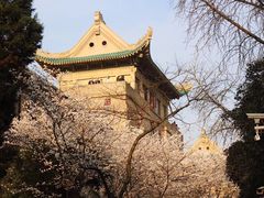 -武汉大学-樱园