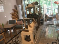 -有猫儿腻咖啡厅.猫咖