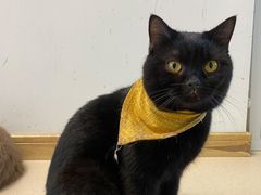 -猫在这儿猫咪咖啡馆·撸猫馆