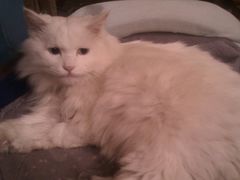 -Babycat私家御饼屋(龙头路一店)