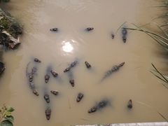 -中国扬子鳄村