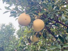 -昆山城市生态森林公园