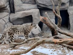 -青藏高原野生动物园