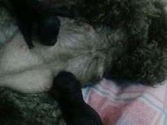 -中农大我爱我爱24h动物医院·中医针灸·猫专科·骨科医疗中心(双井店)