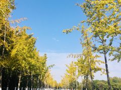 -合肥滨湖国家森林公园