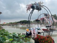 -荷兰花海