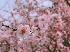 -杭州植物园