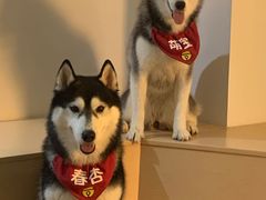 春杏-Husky Go! 哈士奇体验馆·宠物咖啡厅狗咖