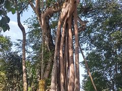 -瑞丽独树成林风景区