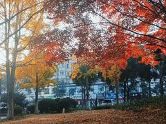 -泰州凤城河风景区-泰山公园