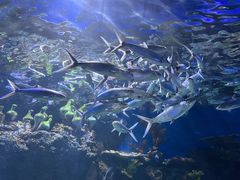 -华夏文旅海洋公园