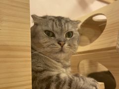 -猫咪派对(江南西店)