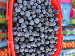 -金谷域澳洲庄园