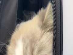 -北京观赏动物医院·24小时大型综合·猫专科·异宠专科