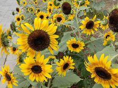 -上海植物园-4号门售票处