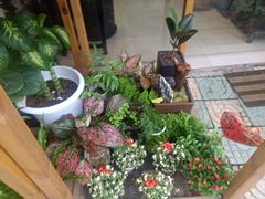 -溪岸路花鸟市场