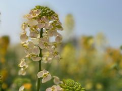 -中国天府农业博览园