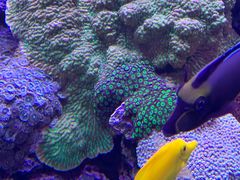 -西雅图水族馆