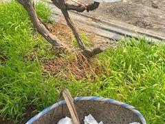 -马陆小张葡萄园农家乐