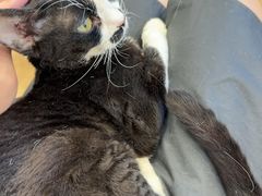 -有喵·猫咖·狗咖·30几只猫10只小狗(岗厦店)