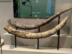 -安徽省地质博物馆