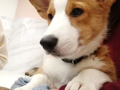 -浣熊柯尔鸭土拨鼠·电玩咖