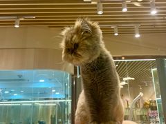 -momokira米努特·德文卷毛猫·棉花面纱犬