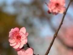 -白塘生态植物园